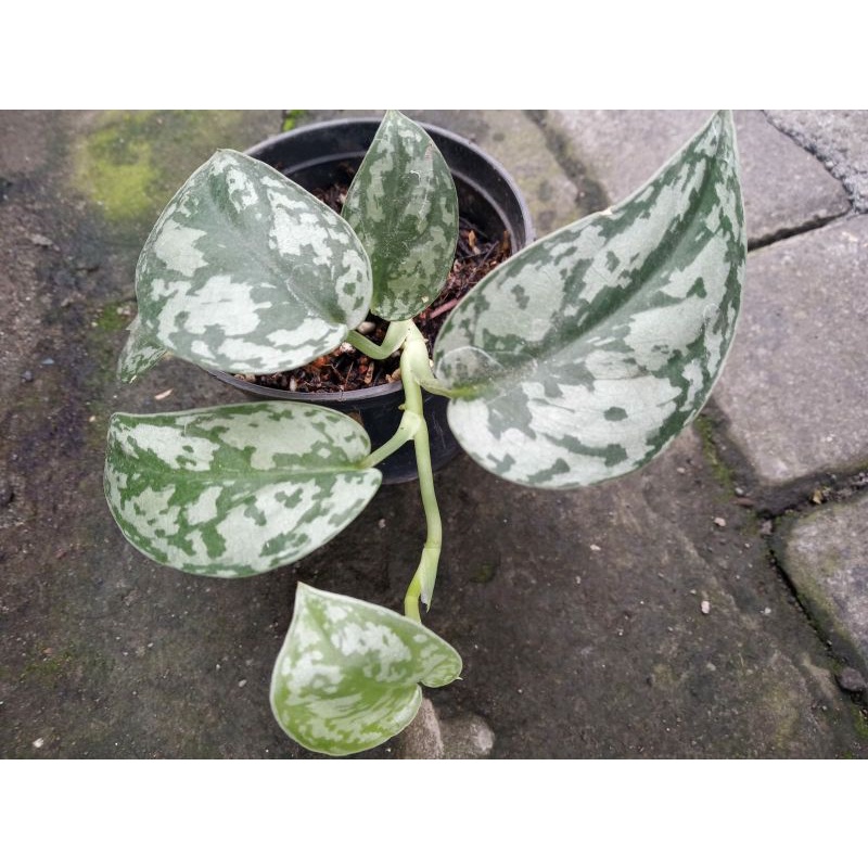 scindapsus silver lady