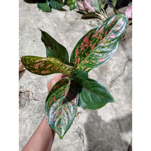 Aglaonema Red Venus