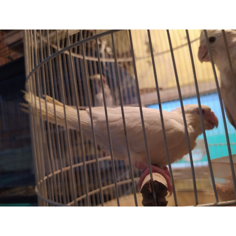 parkit Australia albino