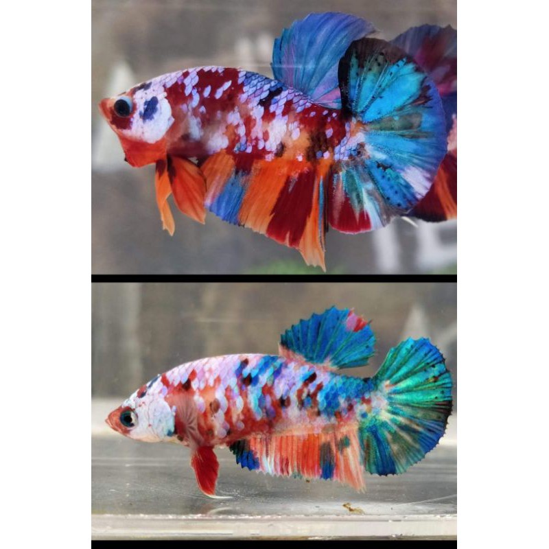 CUPANG PLAKAT SEPAIR/ SEPASANG KOI NEMO MULTYCOLOUR INDUKAN