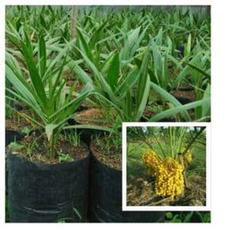 Bibit tanaman kurma,bibit pohon kurma tropis