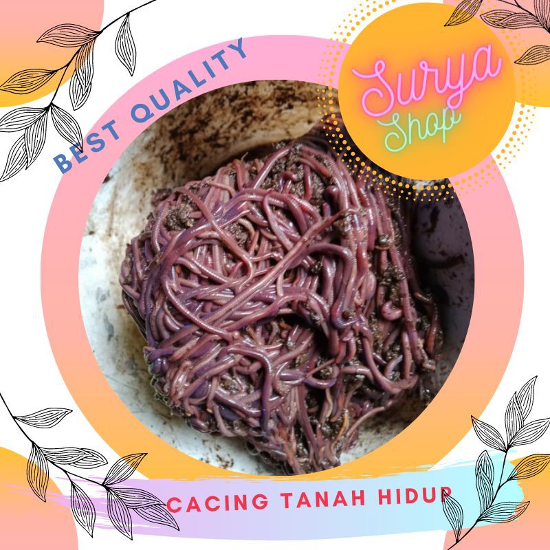 

Cacing Tanah 1 Kilogram