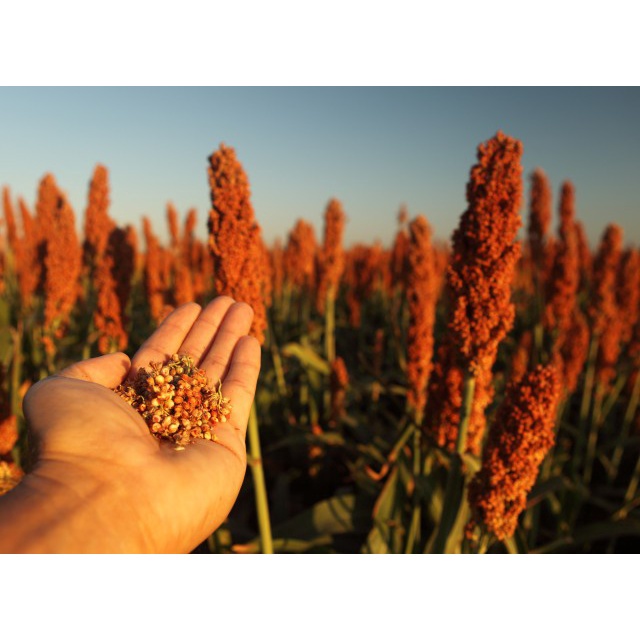 Benih-Bibit Sorghum Rox Orange Syrup Cane (Haira Seed)