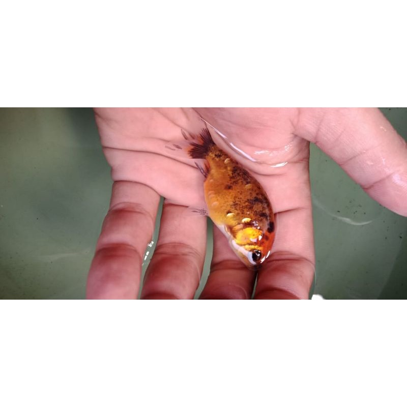 ikan mas koki ranchu pancawarna