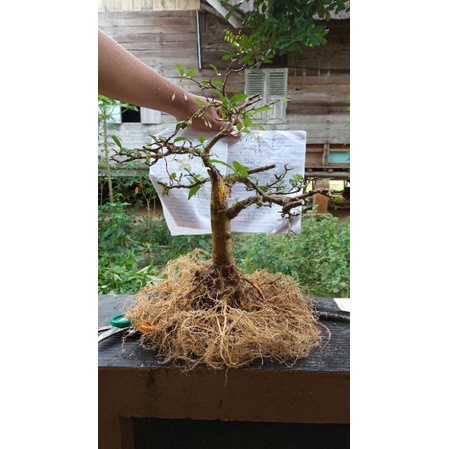 bonsai anting putri akar keliling