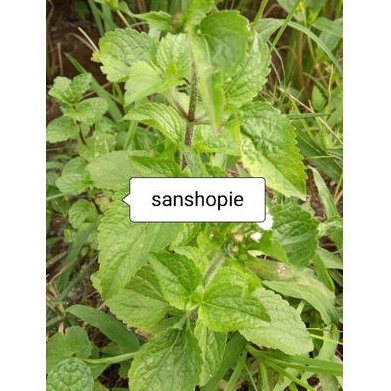 

Daun Babadotan Daun Badot Per 500 Gram