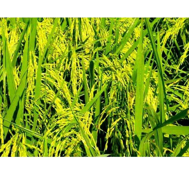 ↚ Asam Humat 90% @1 kg Humic Acid Original Serbuk ⇸