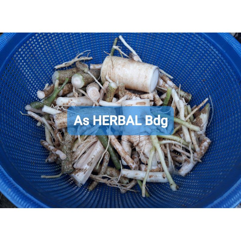 

Akar Pohon Pepaya Segar 1 Kg / akar pepaya-az