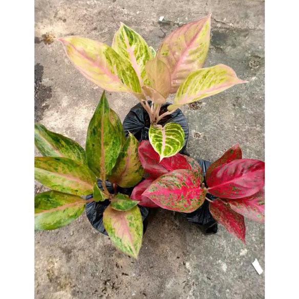 Bkk (Bibit Bunga) Golden Baby - Tanaman Hias Aglaonema Aglonema  Kualitas Super Dan Bagus