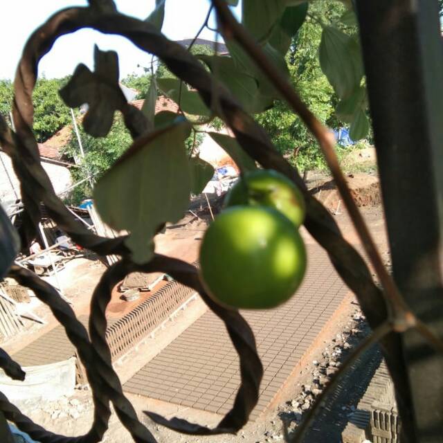 Bibit Tanaman Bidara India atau Putsa Apel India Sudah Berbunga Berbuah