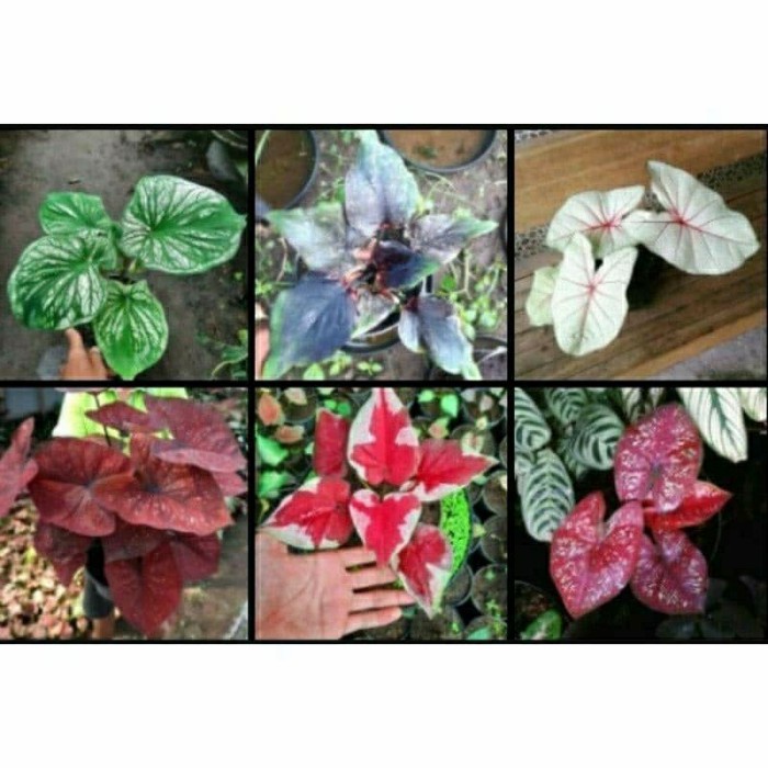 PAKET 6 BONGGOL KELADI WARNA THAILAND