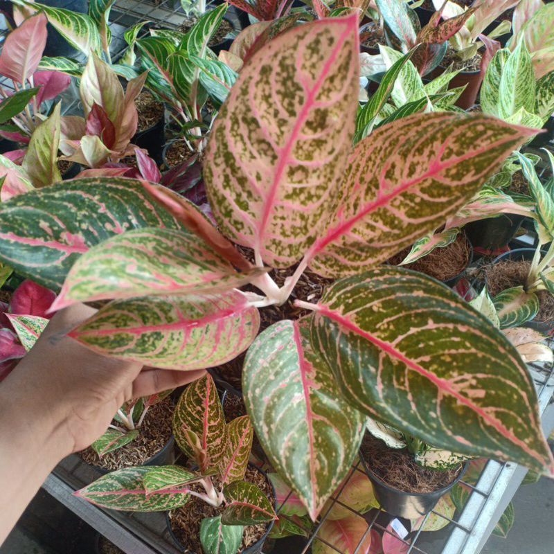 aglaonema diana
