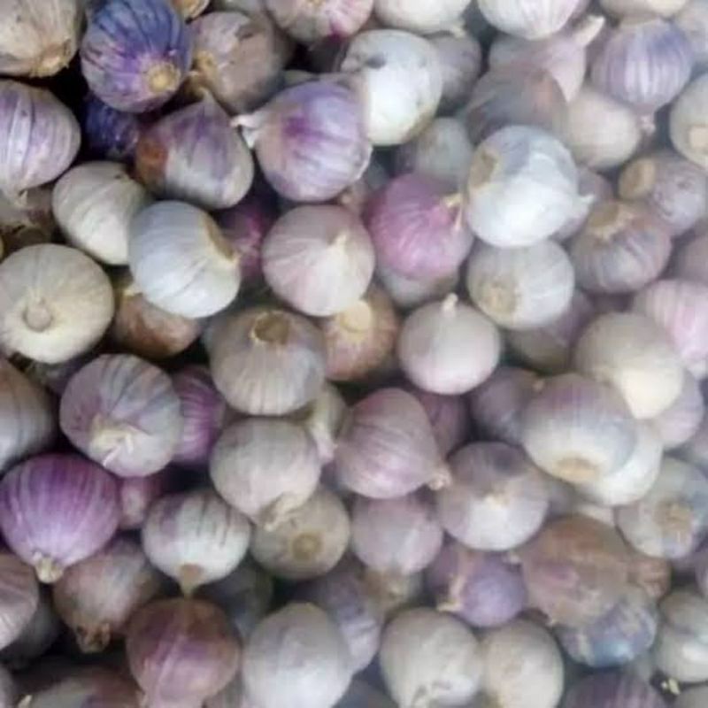 

bawang Lanang Tunggal per 500gram