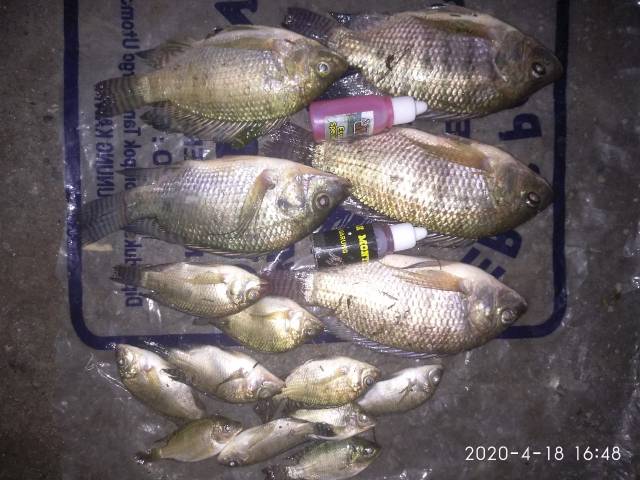 essen ikan nila pengumpul ikan di danau  produk  RAJA KROTO