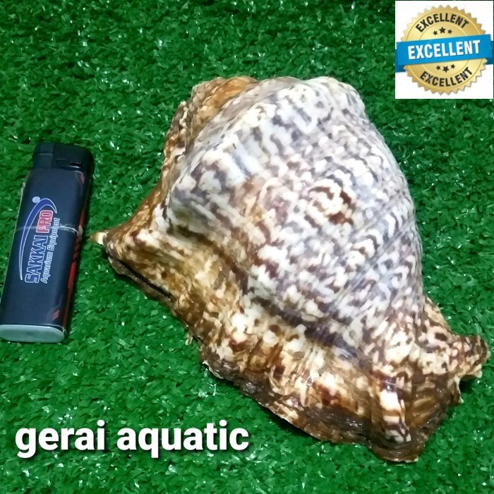hiasan aksesoris cangkang kerang laut asli aquarium