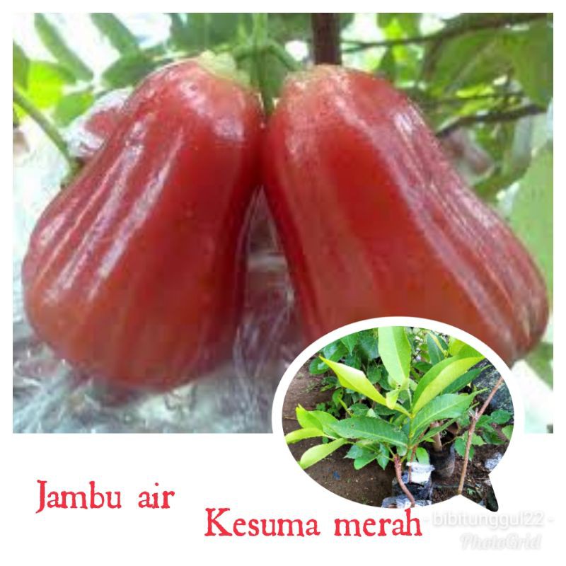 bibit jambu air kesuma merah