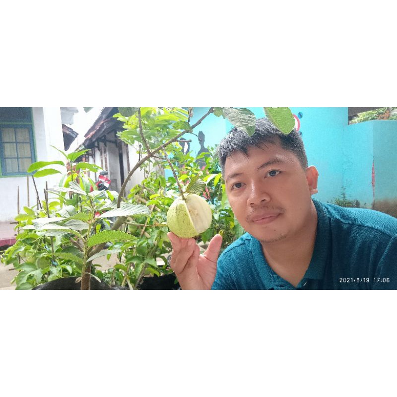 jambu kristal cangkok