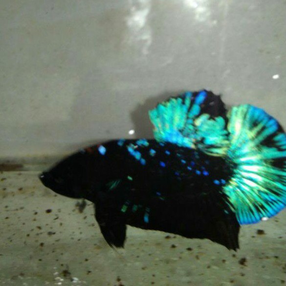 CUPANG AVATAR GORDON RINTIK