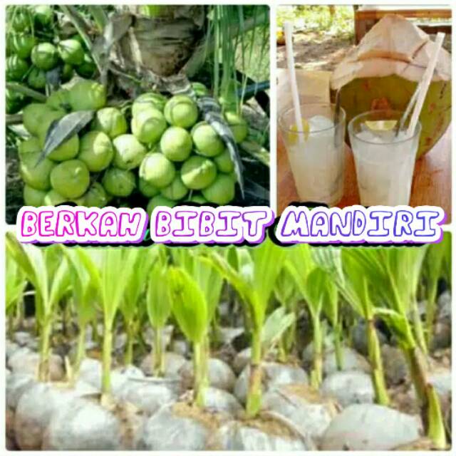 Bibit Kelapa Hijau HIBRIDA JUMBO Super Unggul