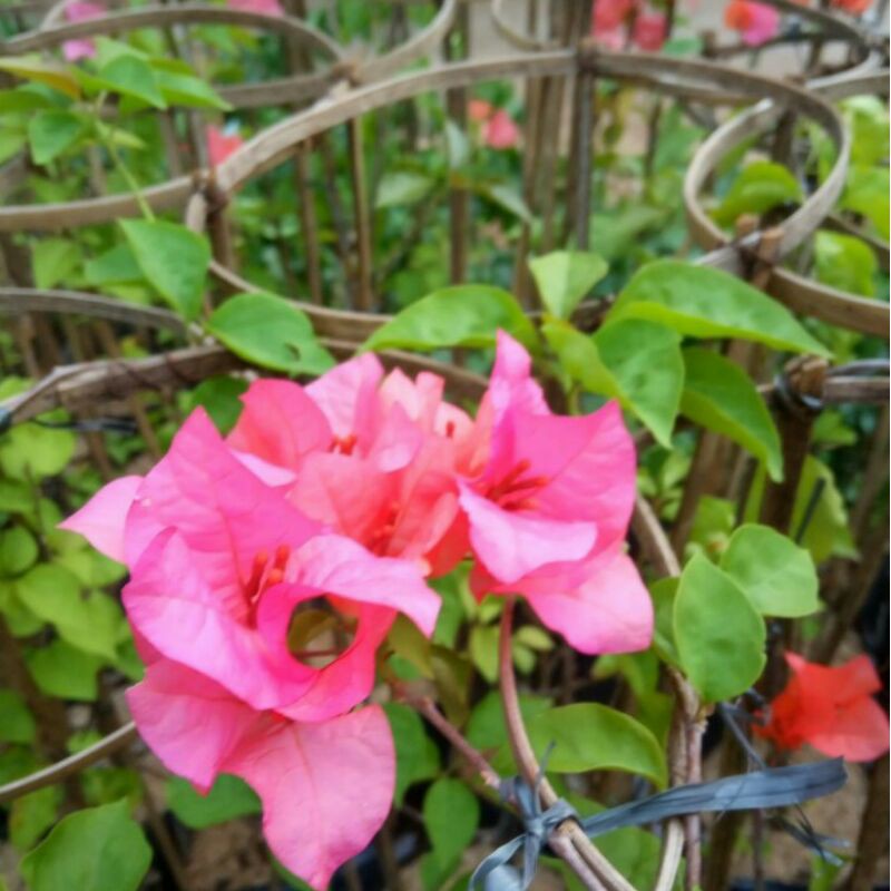 Tanaman hias bougenville bunga pink - Bibit pohon bougenville - Bougenville pink