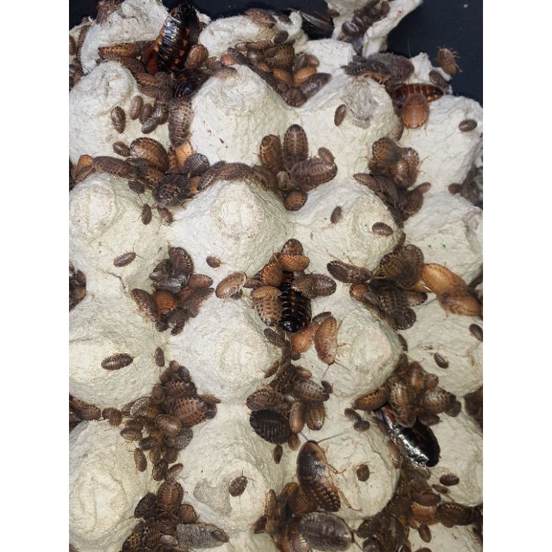 nimfa kecoa dubia 1cm
