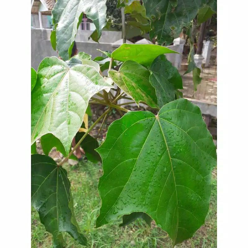 

Daun kemiri segar murah petik sendiri 500gram