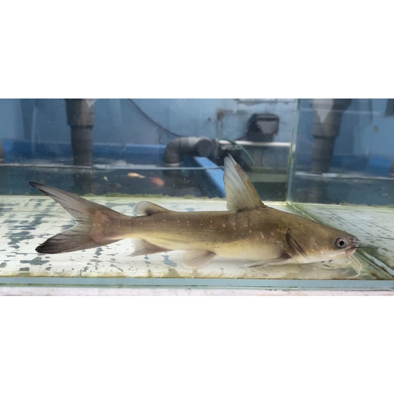 Ikan Papua Shark Exotic