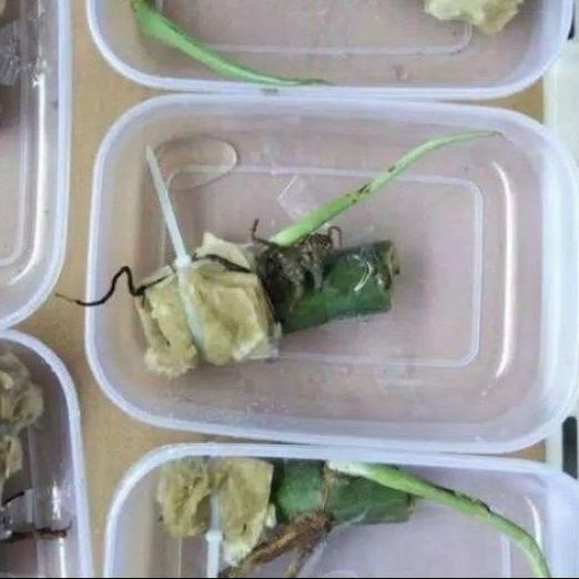 ☂ Monstera King Variegata Albino - bonggol/batang ➢