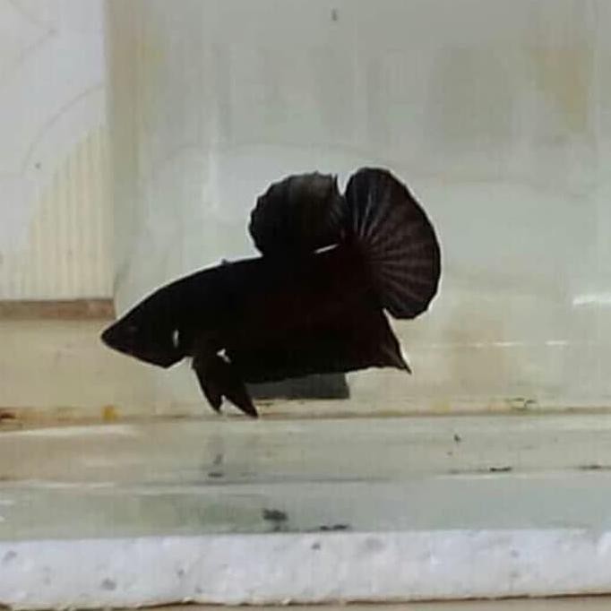 Ikan Cupang Plakat Full Black Ikan Cupang Hitam Solid Size M Shopee Indonesia