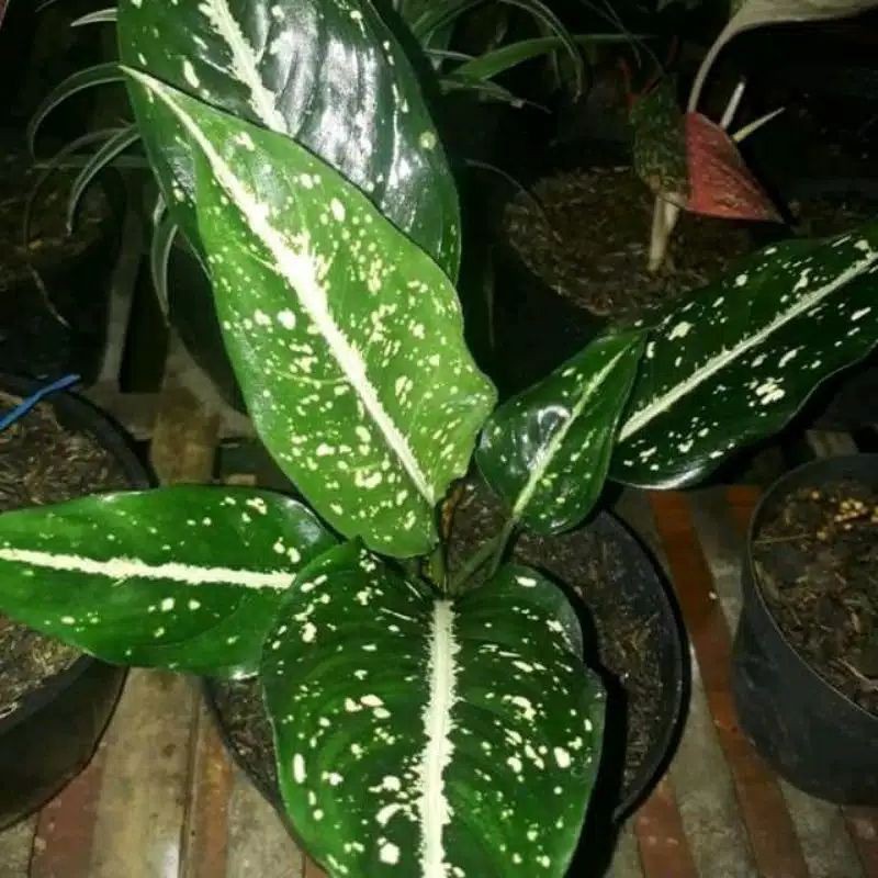 TANAMAN HIAS AGLONEMA SRIKIT//BLANCENG SRIKIT