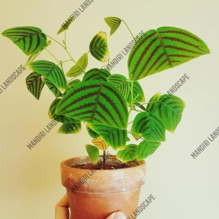 Tanaman Hias Kupu Kupu Batik - Oxalis Batik - oxalis batik Christia obcordata