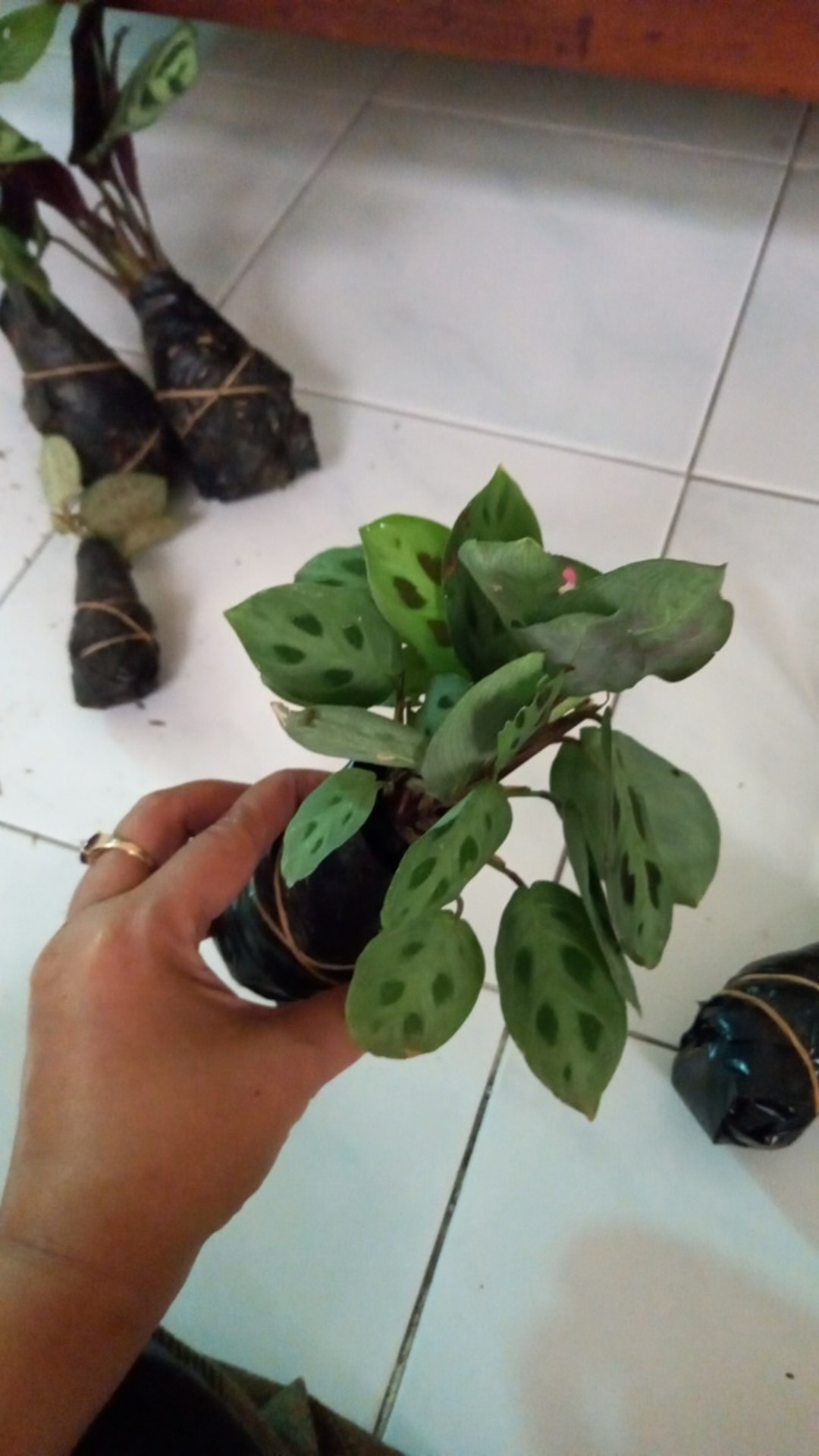 Calathea Leuconeura Var Kerchoviana | Kalatea Levonero