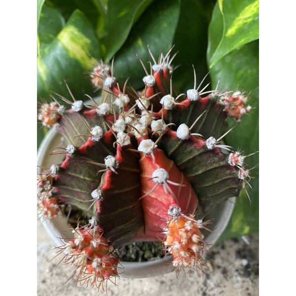 Indukan Kaktus Gymno Miha / Milo / Starfire L23 d 9cm