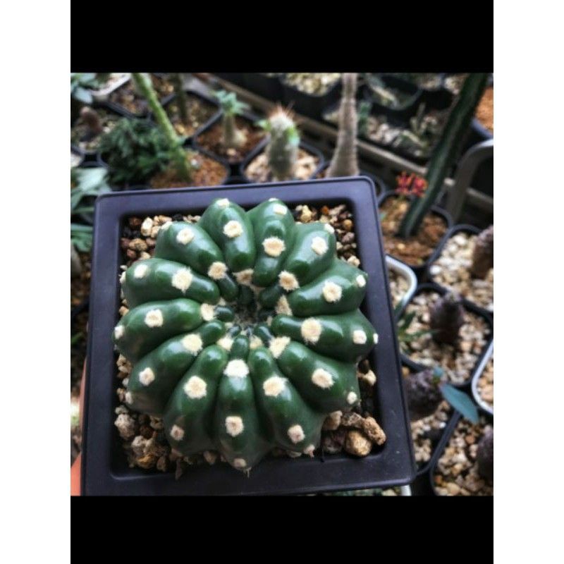 kaktus Notocactus Uebelmannianus Inermis cactus jumbo rare langka unik