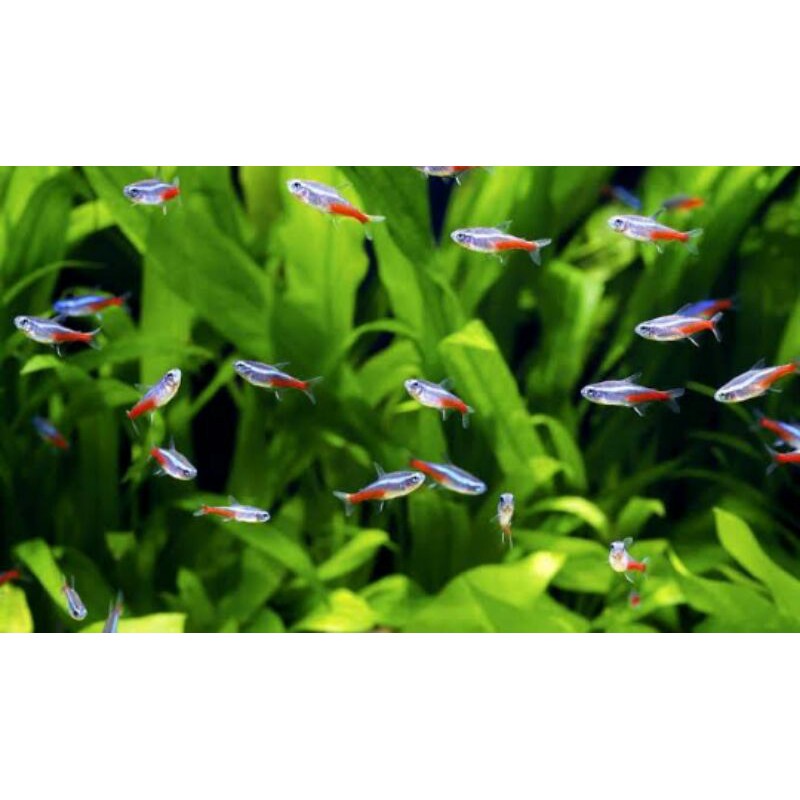 neon tetra