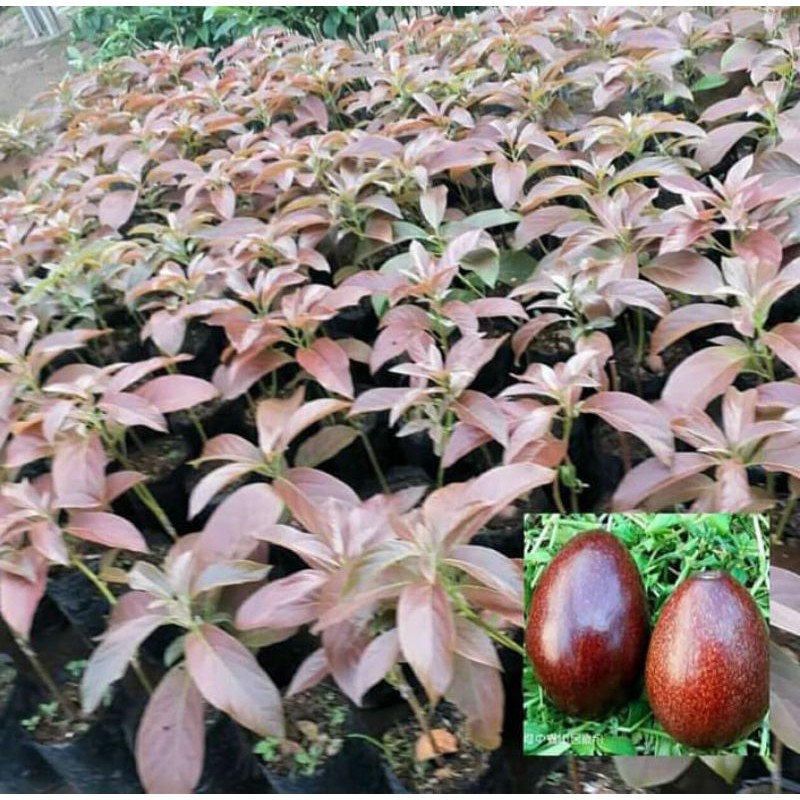bibit buah alpukat red vietnam