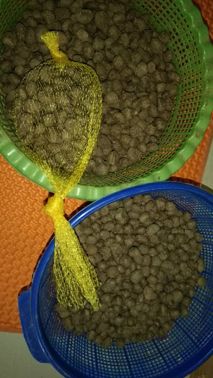 Bibit Porang Dorman | Katak Super Mini 700/ Biji