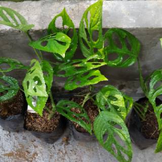Janda Bolong Monstera Obliqua Tanaman Rambat Gantung Janda Bolong Monstera Obliqua Tanaman Rambat Gantung