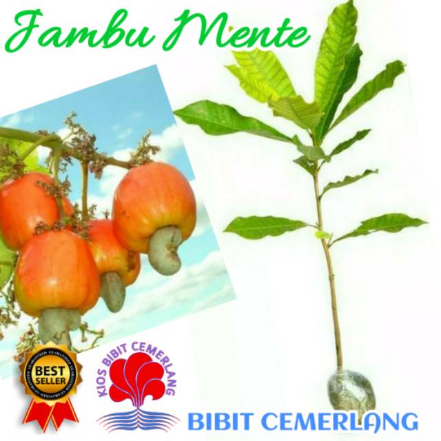 BIBIT JAMBU MENTE / JAMBU MONYET