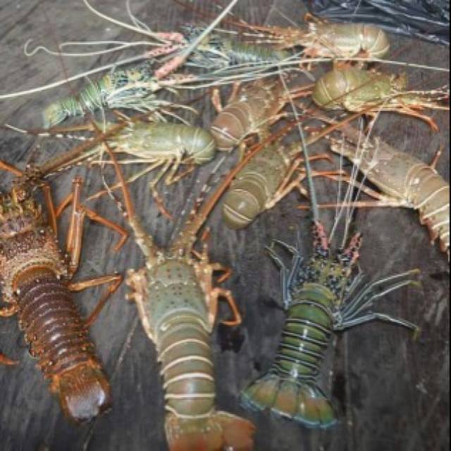 Lobster Laut Hidup Sehat 1kg Isi 4-5