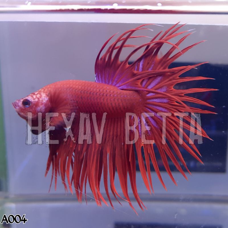 CUPANG SERIT / CROWNTAIL SUPER RED SIZE MEDIUM