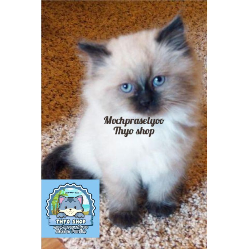 kucing Persia Himalaya ragdoll / kucing anggora / kucing jantan 