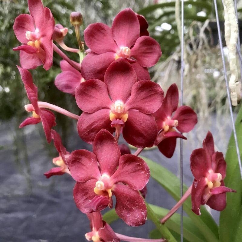 Anggrek Vanda  Bunga Kecil Merah Dewasa Siap Bunga Import