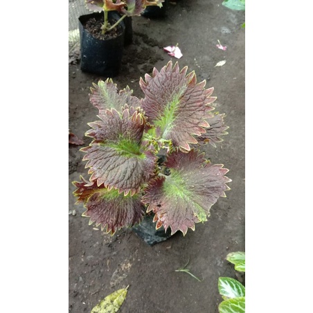 Tanaman Hias Miana Premium Langka Berakar