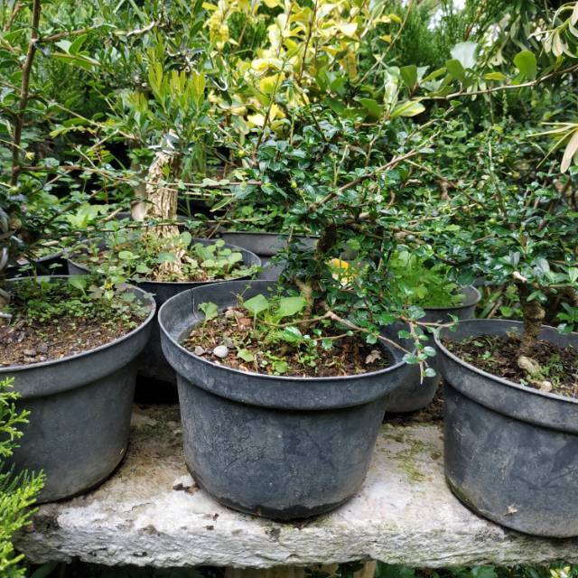 Hokianti Micro Bahan Bonsai