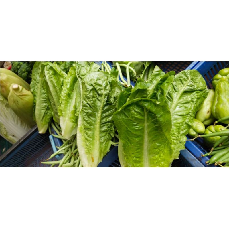 

SAYUR SELADA ROMAINE/SELADA ROMAINE LETTUCE