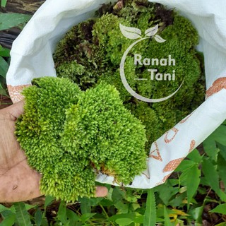 Jual lumut hutan / forest moss media tanam 1kg Indonesia|Shopee Indonesia
