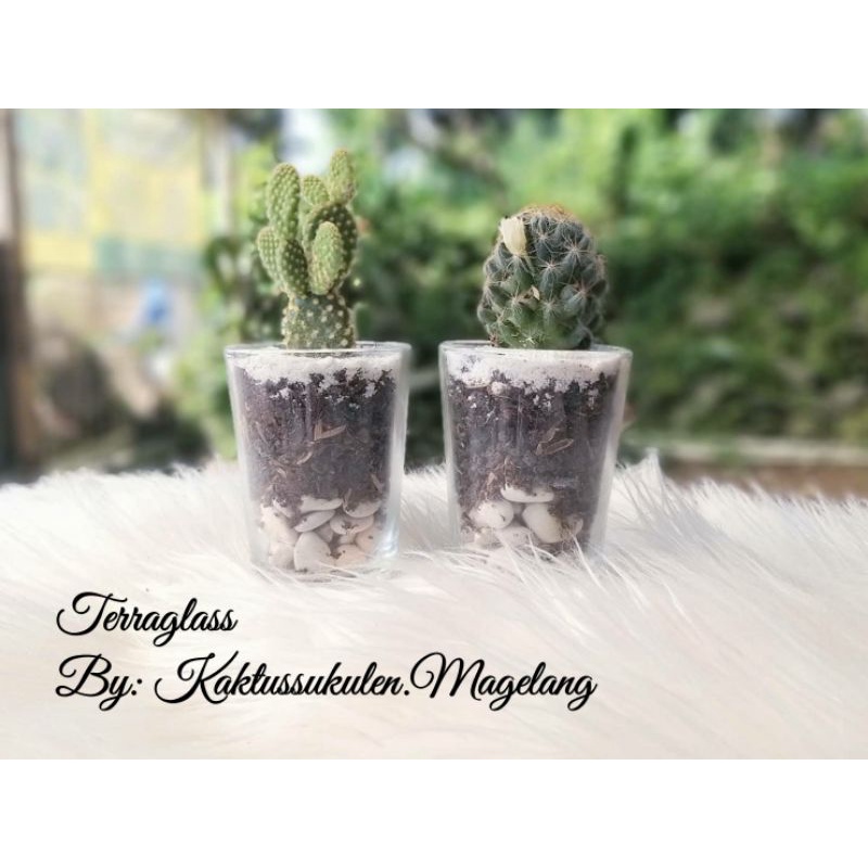 Terraglass Kaktus | Terrarium Gelas | Bebas Pilih Tanaman