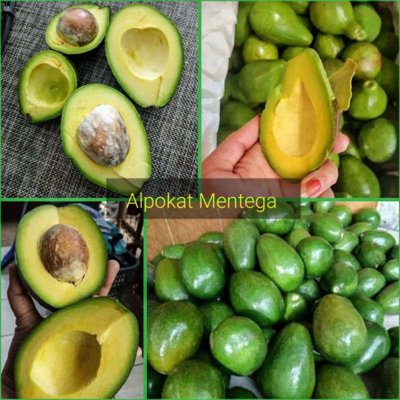 

(Cod)Alpokat Mentega 1kg isi 4-6 buah