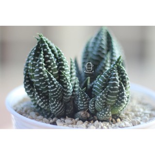 Haworthia POT  putih  CLUSTER indukan bunga sukulen zebra 